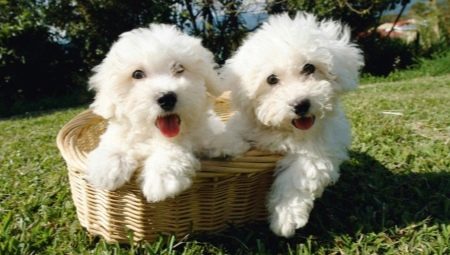 Bichon Frize: breed description, character, choice and care