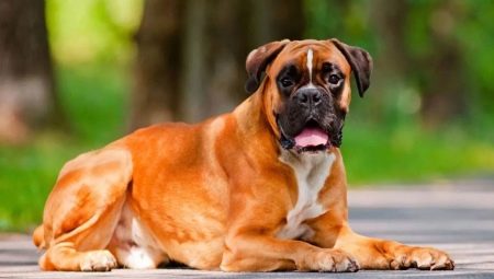 Boxers: dog breed history, temperament, best names and care features