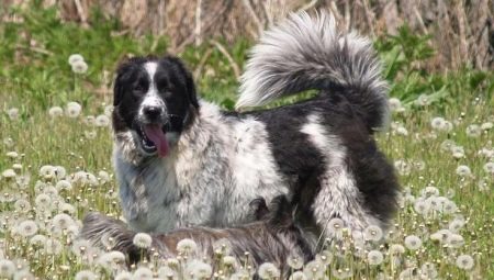 Bulgarian Shepherd Dog: description, feeding and care