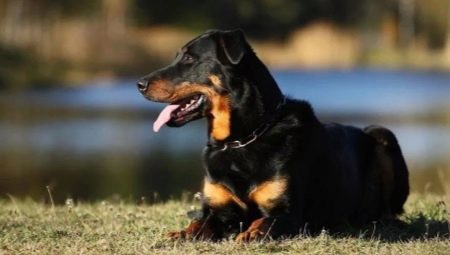 Beauceron: description of dogs and contents