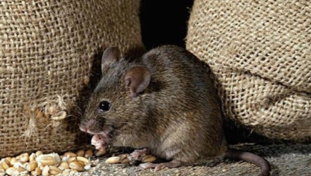 Fear of mice: a description of the disease and ways to get rid
