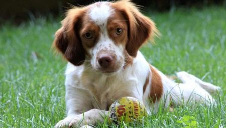 Breton epagnol: breed description and cultivation