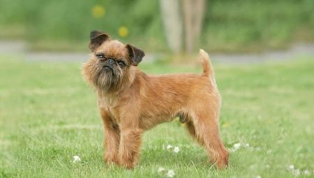Brussels Griffon: dog characterization and rearing