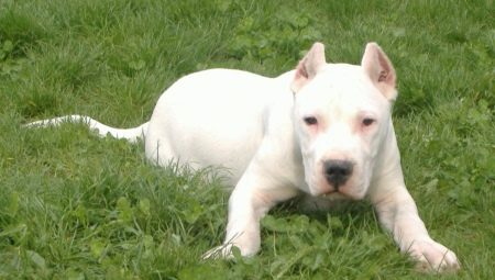 Bulli kutta: breed description and content