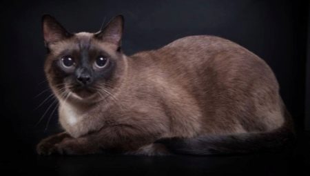 Burmese cats: description of the breed, variety of colors and rules of keeping