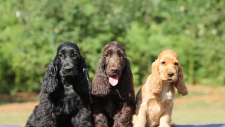 How is the American Cocker Spaniel different from English?