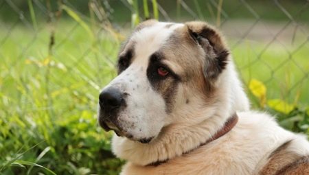 What and how to feed alabai?