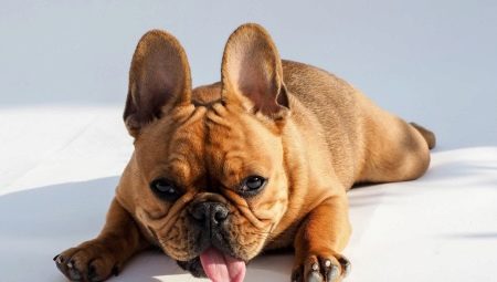 Què i com alimentar el bulldog francès?