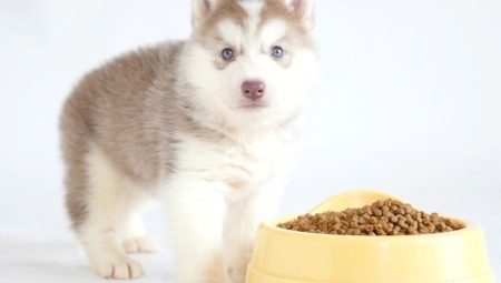 What and how to properly feed husky puppies?