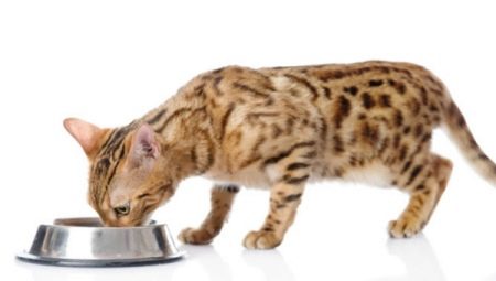 How to feed a Bengal kitten and an adult cat?