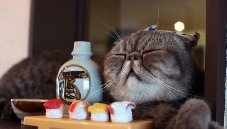 Hvordan fodres skotske katte?