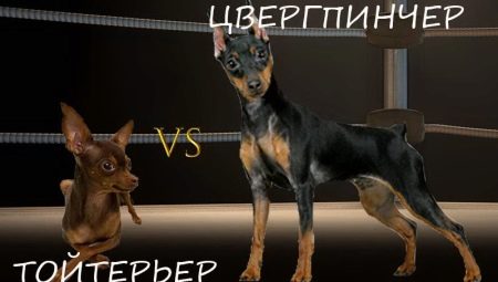 What is the difference between a pincher and a toy terrier?