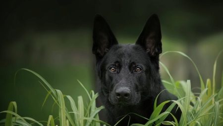 Black German shepherd: description, feeding and care