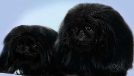 Black Pekingese: features of color and care