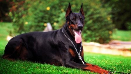 Black Doberman: features of color and rules of leaving