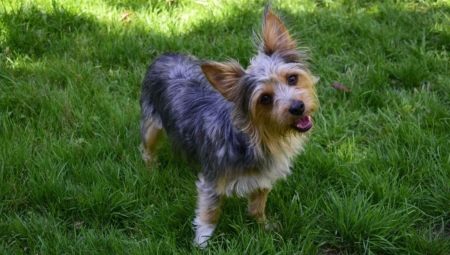 Chorki: a description of the mestizo and its contents