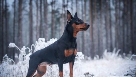 Miniature pinschers: description, nature, choice and care