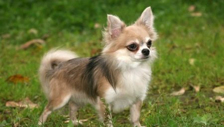 Long-haired chihuahua: color options, character, care rules