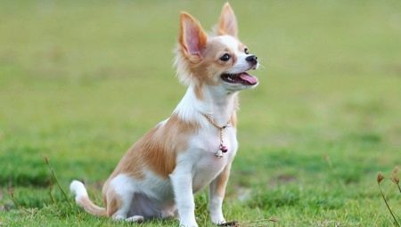 Chihuahua Training: Rules and Mastering Basic Teams