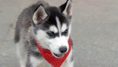 Training and raising a husky at home