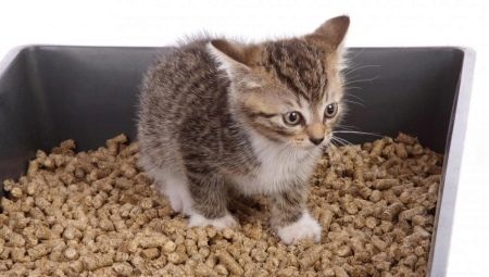 Wood cat litter: how to choose and use correctly?