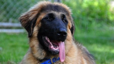 Estrel Shepherd Dog: breed description and breeding