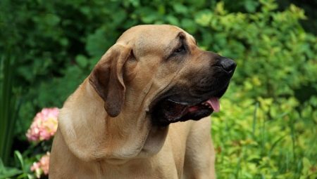 Fila brasileiro: breed description and cultivation