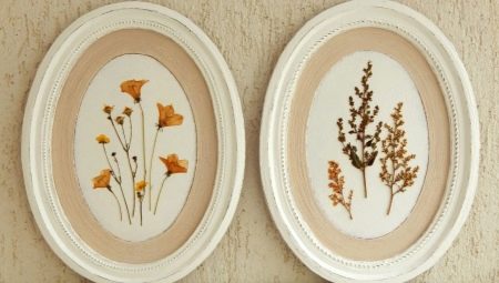 Herbarium: types, features of plant collection and design options