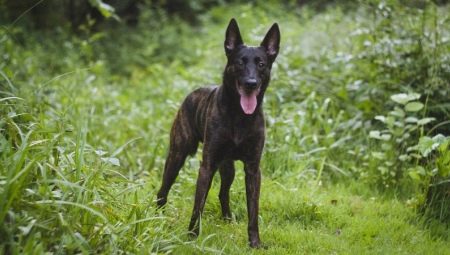 Dutch shepherd: description of the breed and contents