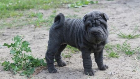 Blue sharpei: description and features of the content