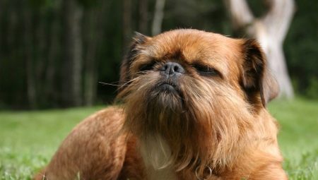 Griffon: types of dogs and their contents