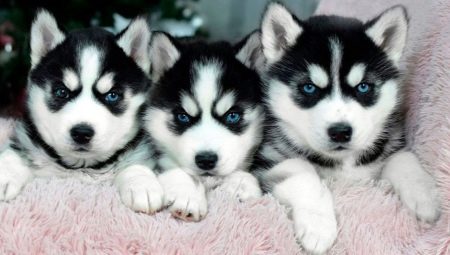 Characteristics and maintenance of husky puppies 1 month old