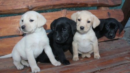 Characterization and care of Labrador puppies 1 month old