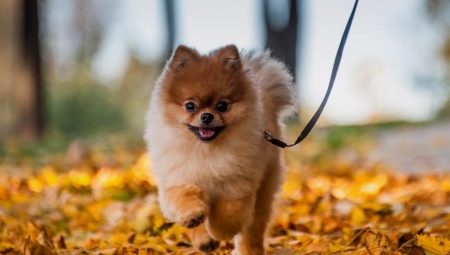 Characteristics, Pros and Cons of the Spitz Breed