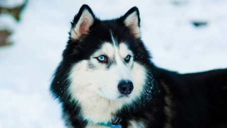 Husky: caratteristiche, varietà e coltivazione