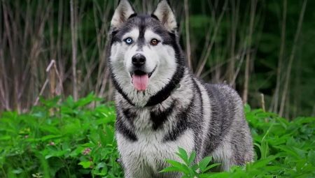 Husky with different eyes.