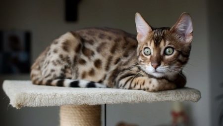 The story of the domestication of cats