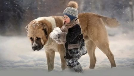 Cum se raportează alabaiul la copii?