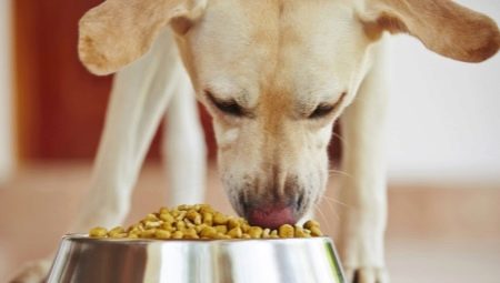 How and how to feed a domestic dog at home?