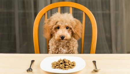 How and what to feed a poodle with?