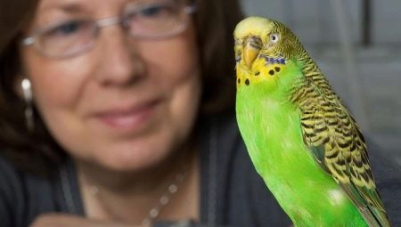 How to teach a budgerigar to speak?