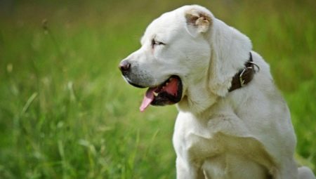 What to call an alabai-boy?