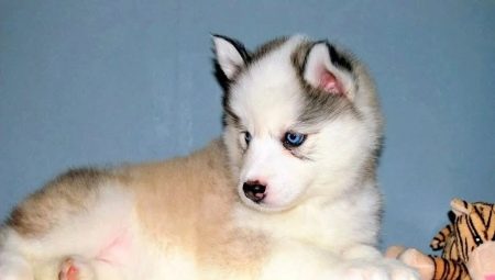 What to call a husky girl?