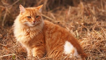 What to name a cat and a cat of red color?