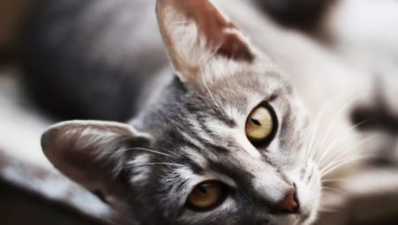 What to call a cat or cat?