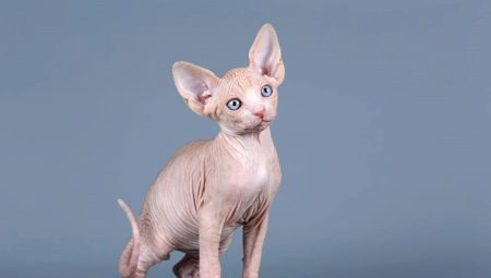 What to name a sphynx cat?