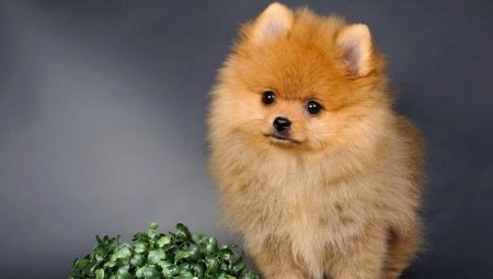 What to name a spitz-girl?