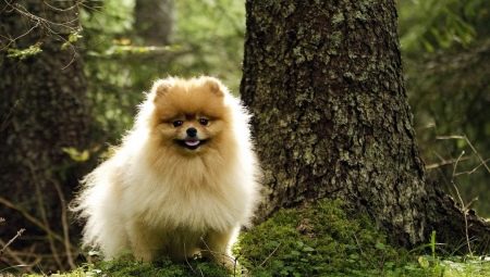 What to name a spitz-boy?