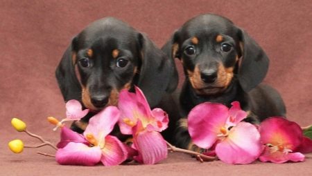 What to call a dachshund?