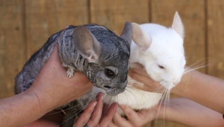 How to determine the gender of a chinchilla?
